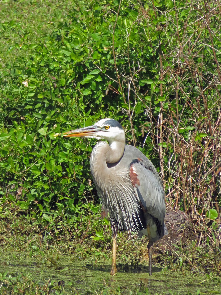 Great Blue Heron - ML145052471