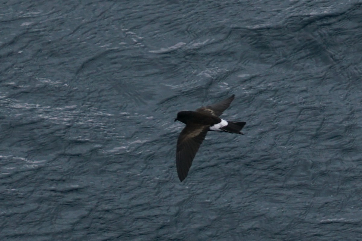 Wilson's Storm-Petrel - ML145053191