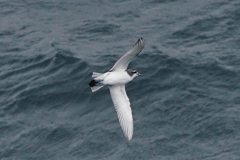 Antarctic Prion - ML145053761