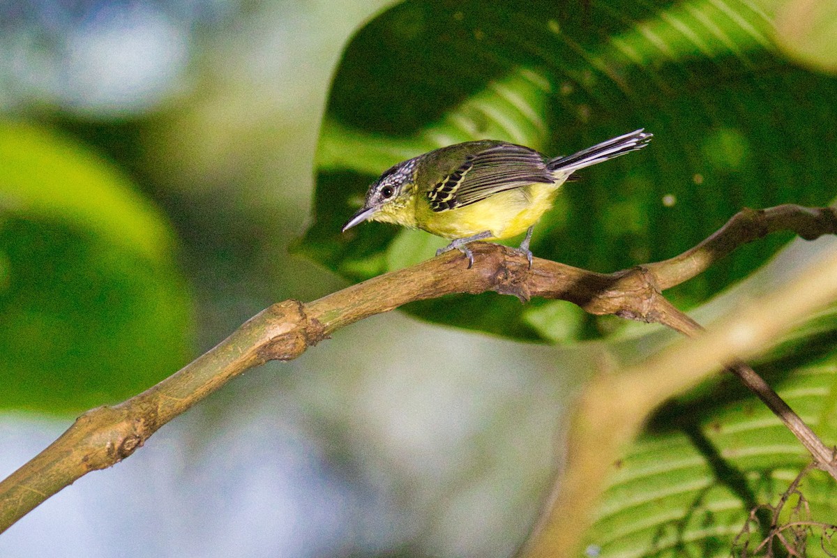 Yellow-breasted Antwren - Eric Carpenter