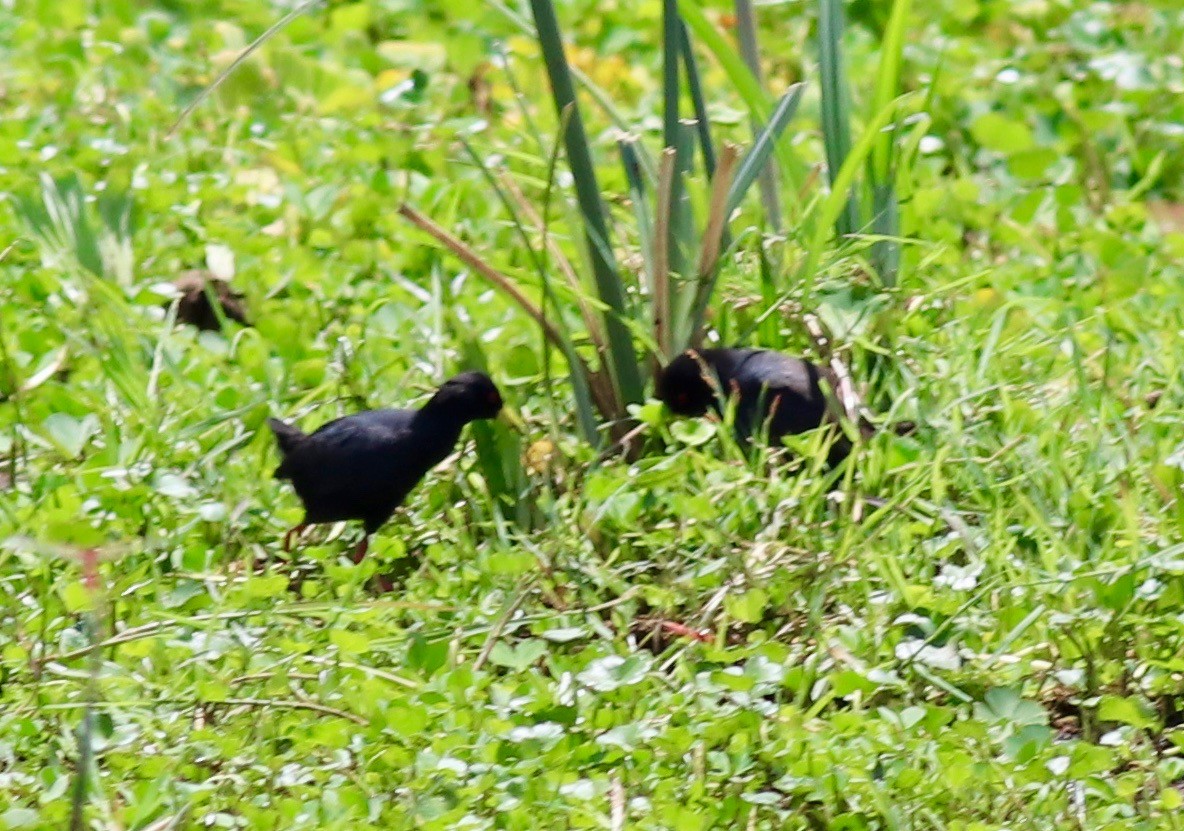 Black Crake - Charlie   Nims