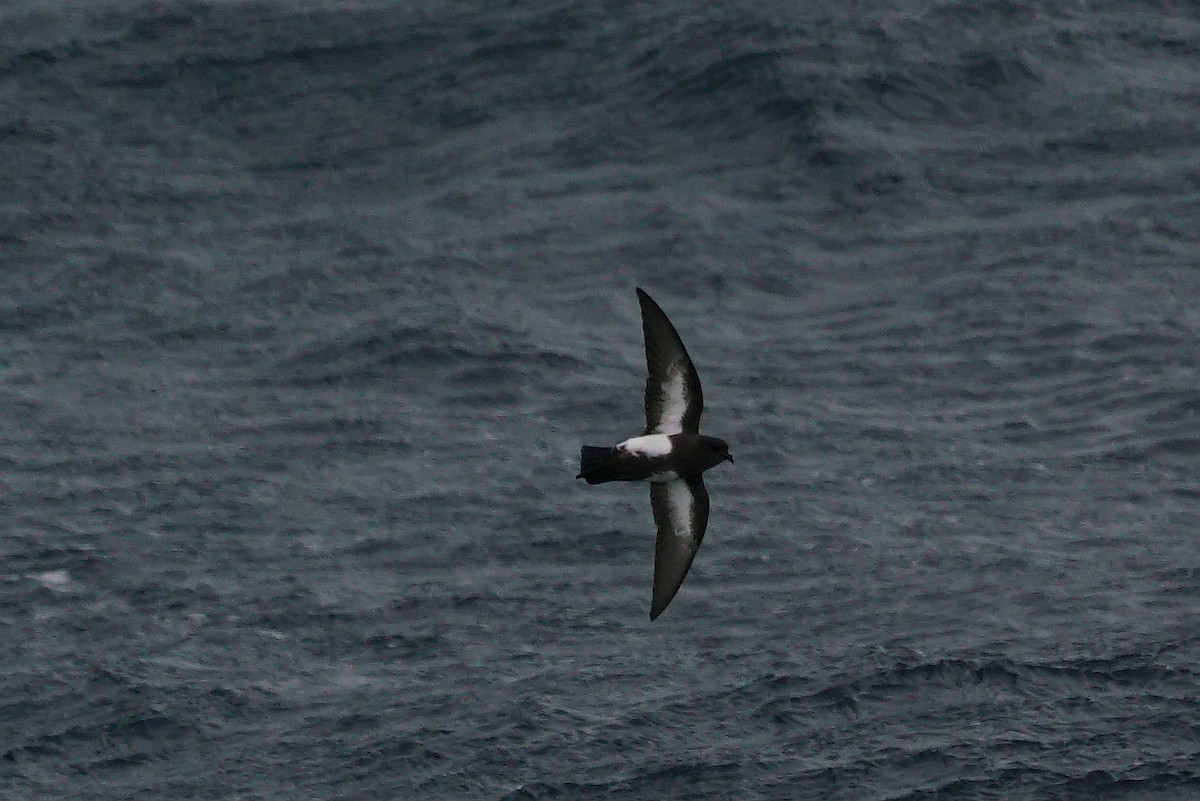 Black-bellied Storm-Petrel - ML145054301