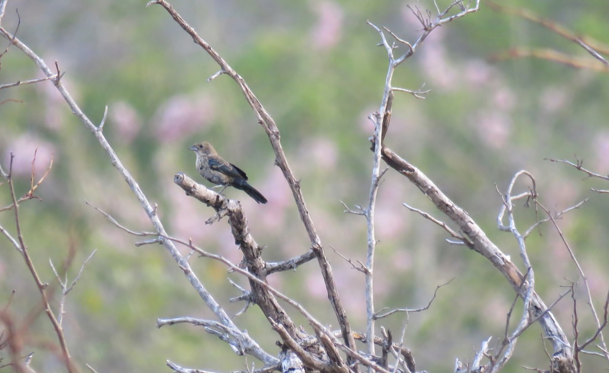 Jacarini noir - ML145054491