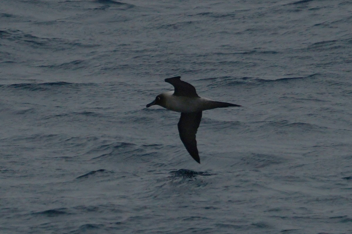 Light-mantled Albatross - ML145054821