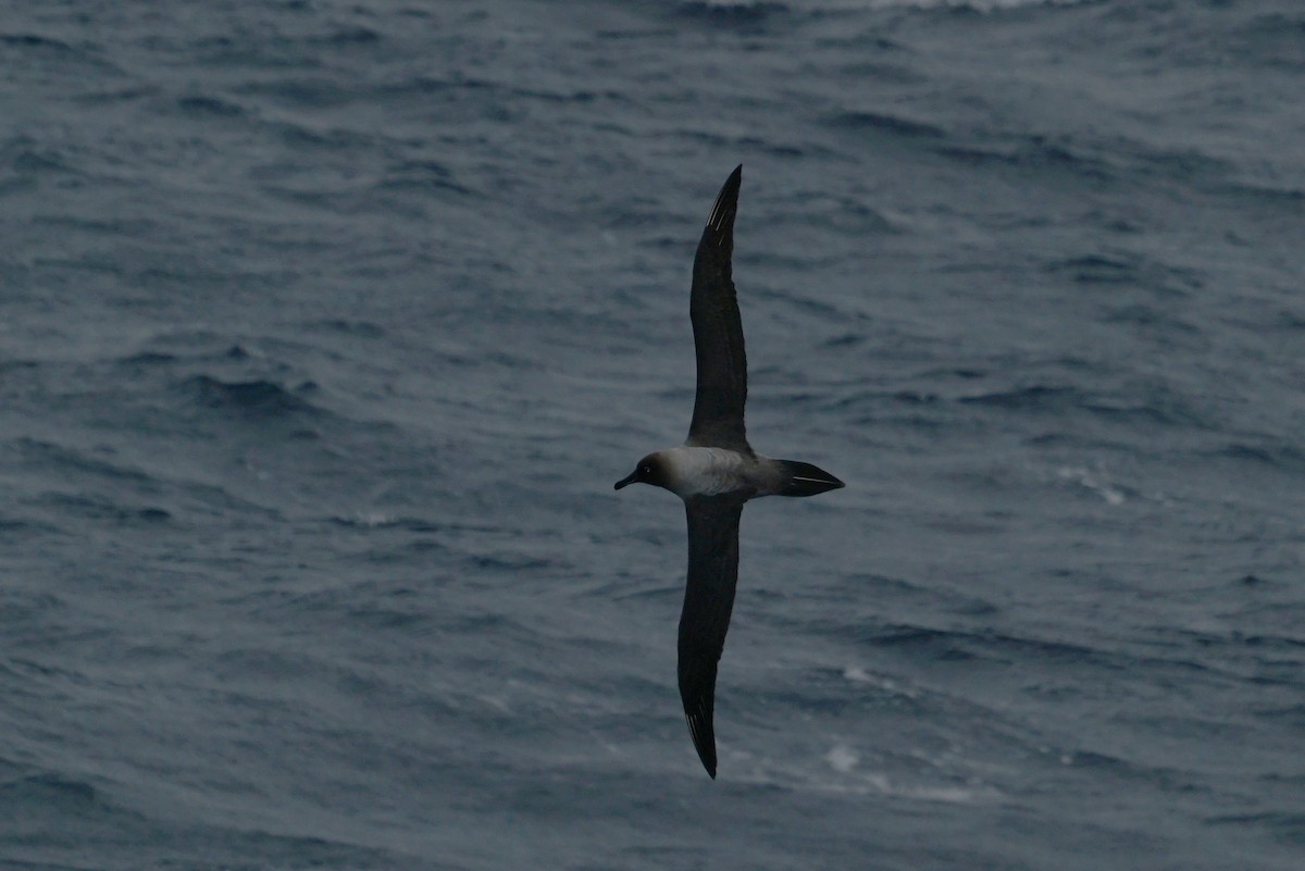 albatros světlehřbetý - ML145055191
