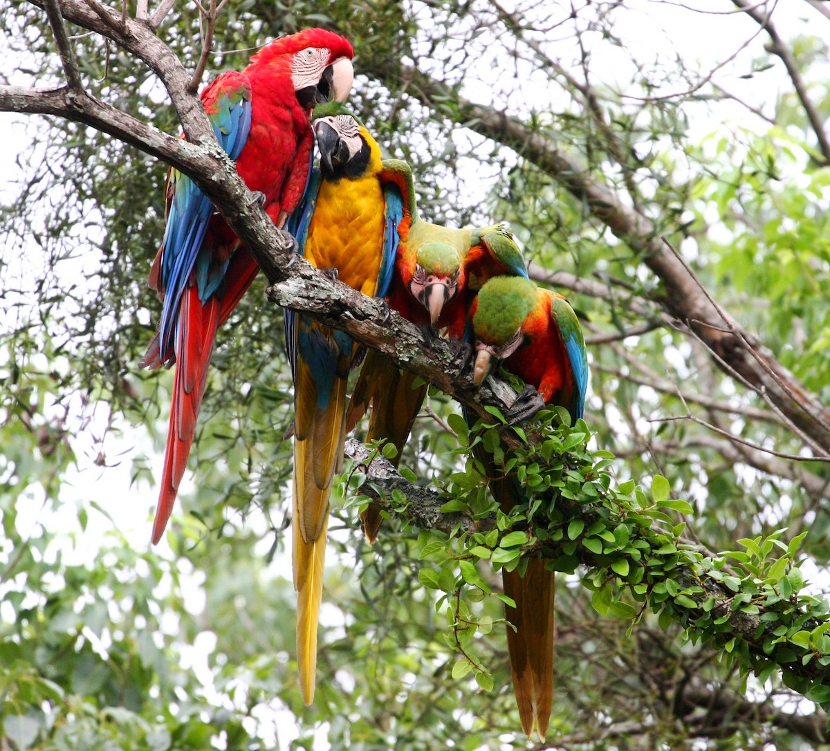 Red-and-green Macaw - Carl Thomson