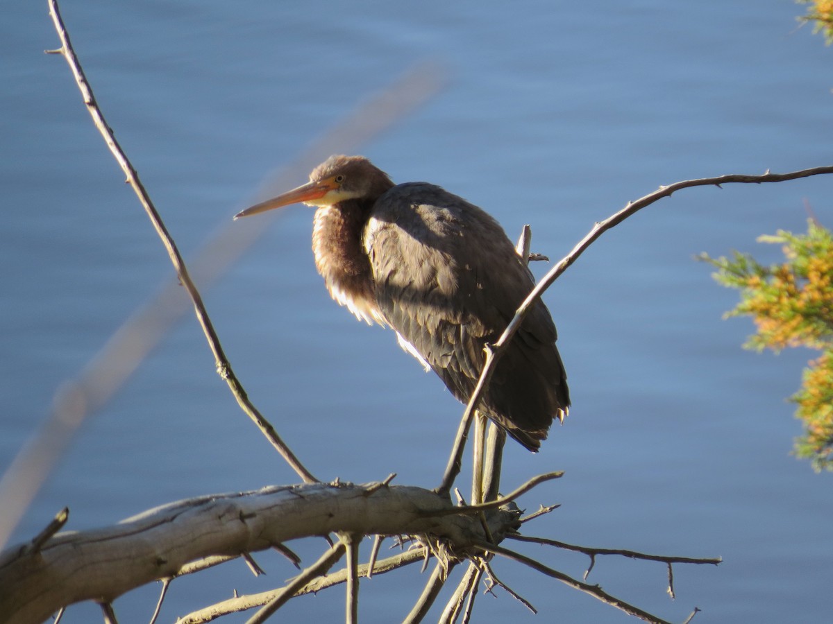 Tricolored Heron - ML145057981