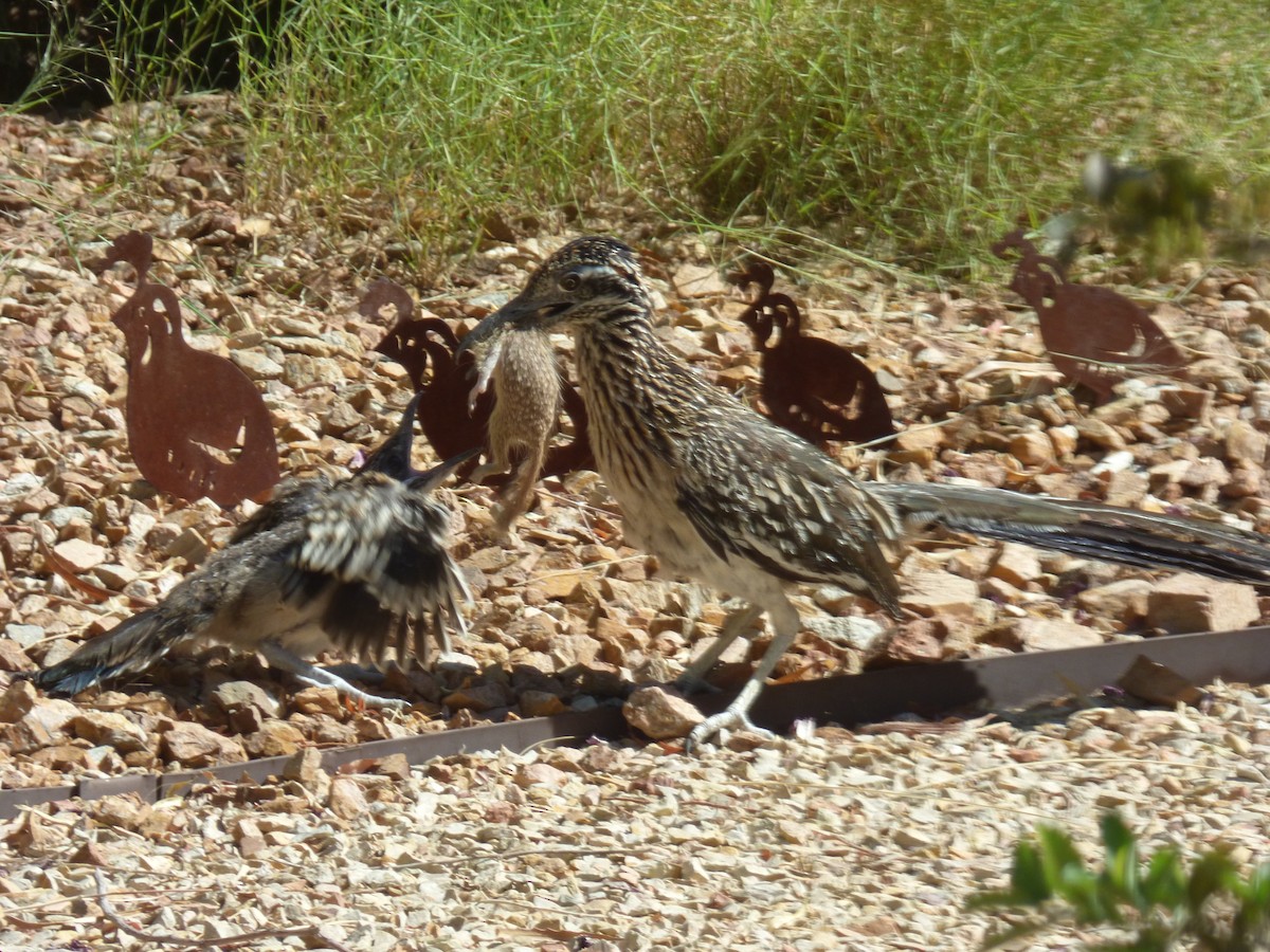 Greater Roadrunner - Judy Lazarus Yellon