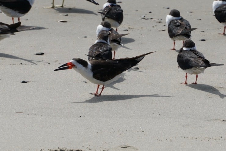 Black Skimmer - Dave Ward