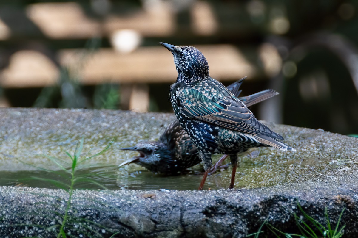 European Starling - ML145061501