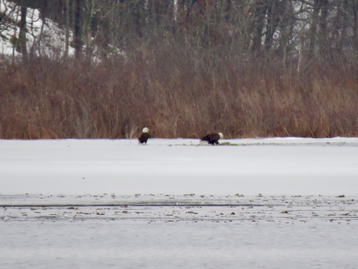 Bald Eagle - ML145061991