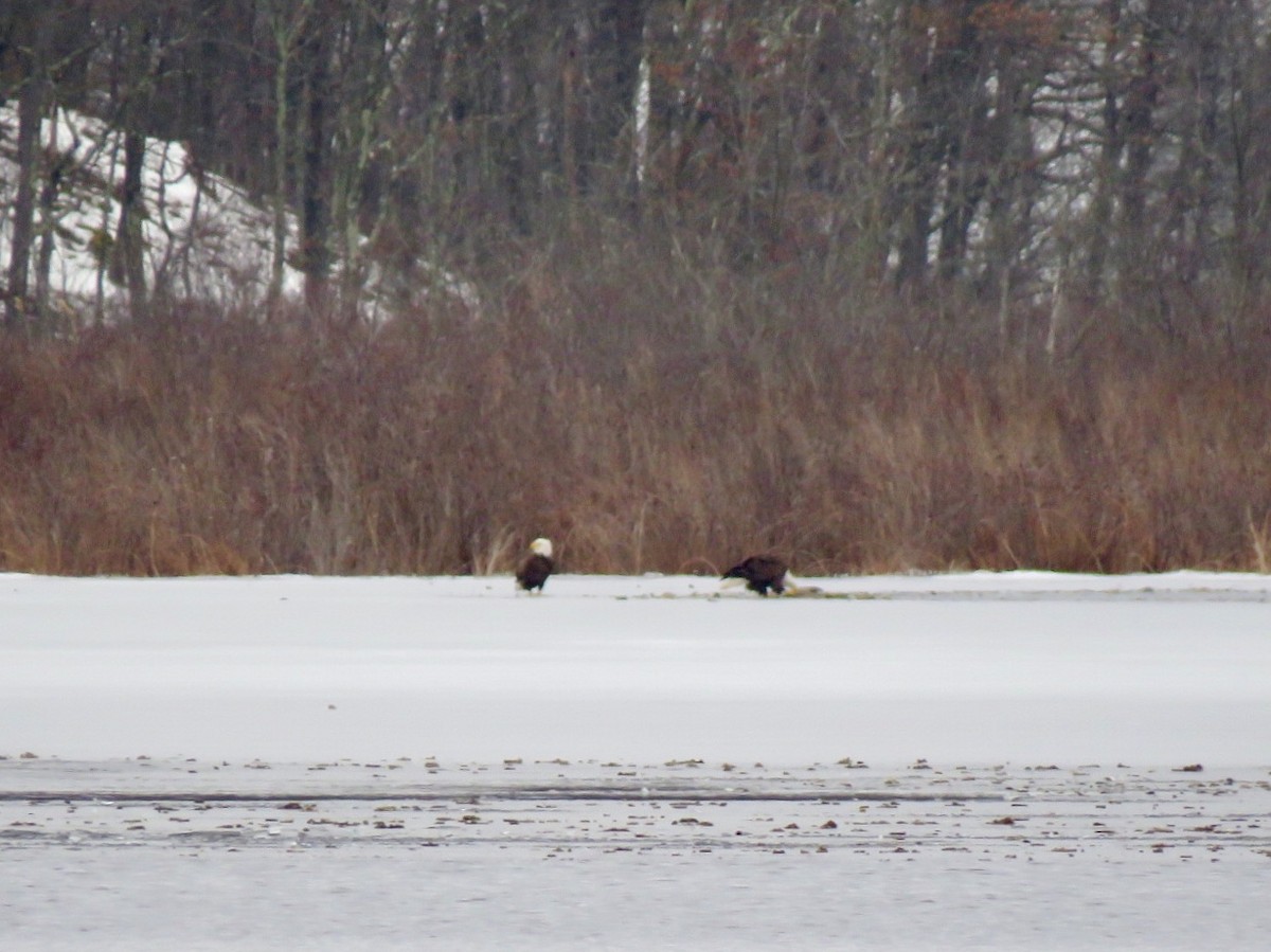 Bald Eagle - Kathleen Ashman