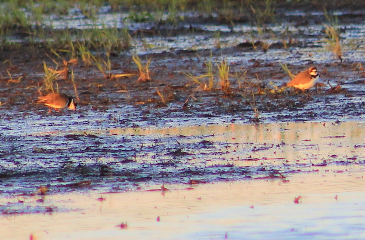 Semipalmated Plover - Dave Z.