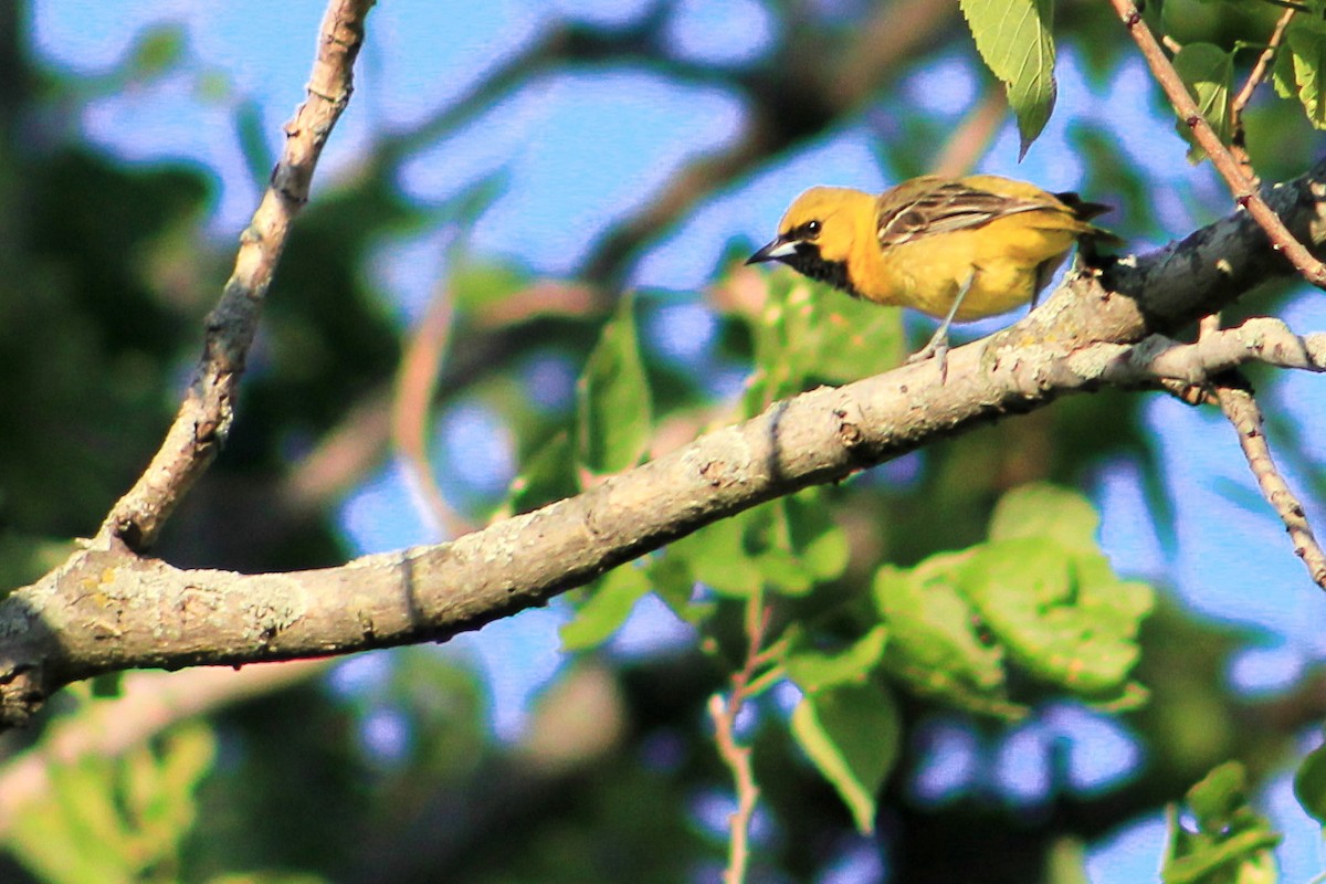 Orchard Oriole - ML145063621