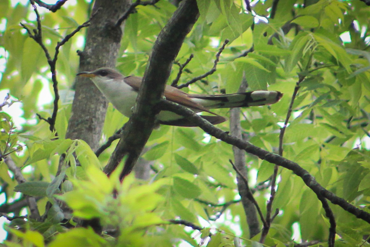 Yellow-billed Cuckoo - ML145063641