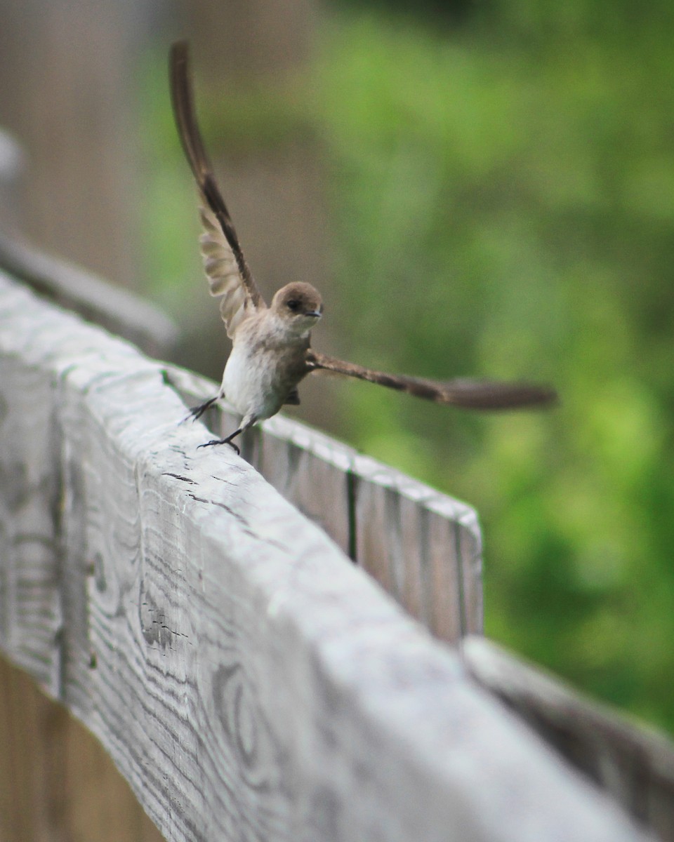 Northern Rough-winged Swallow - ML145063821