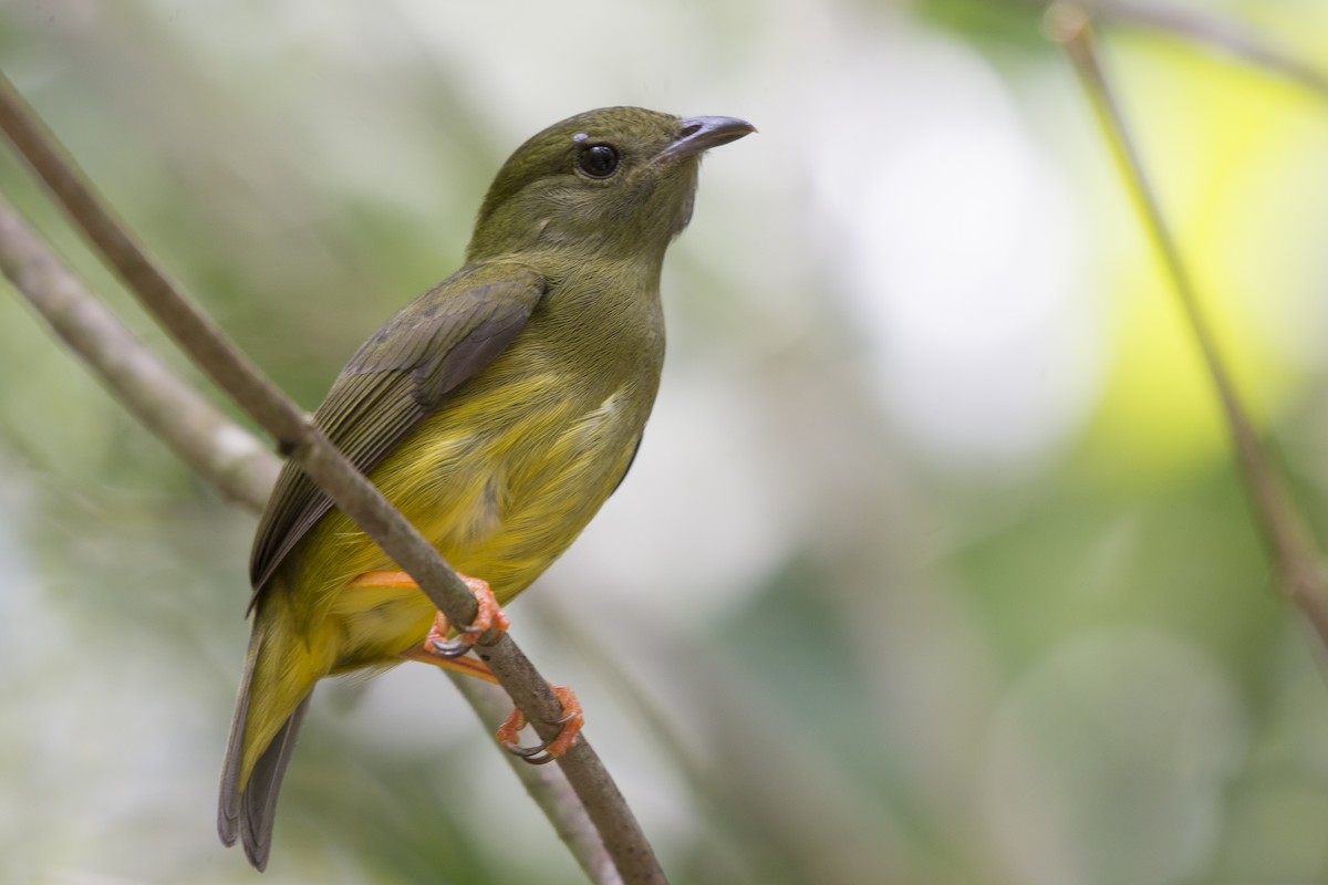 White-collared Manakin - Carlos Echeverría