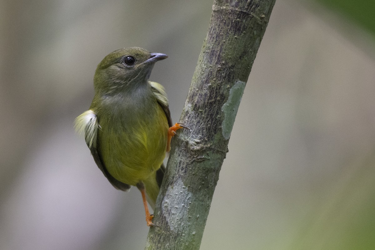 White-collared Manakin - Carlos Echeverría