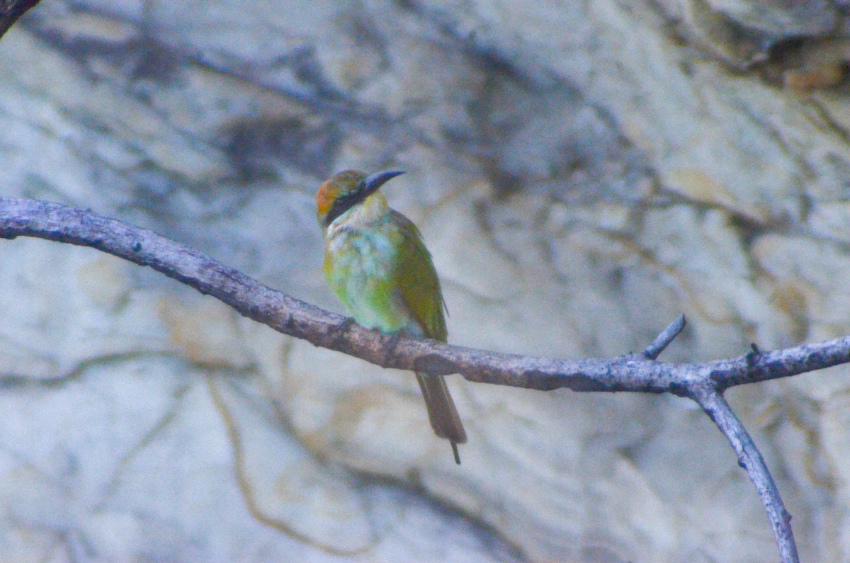 Rainbow Bee-eater - Jafet Potenzo Lopes