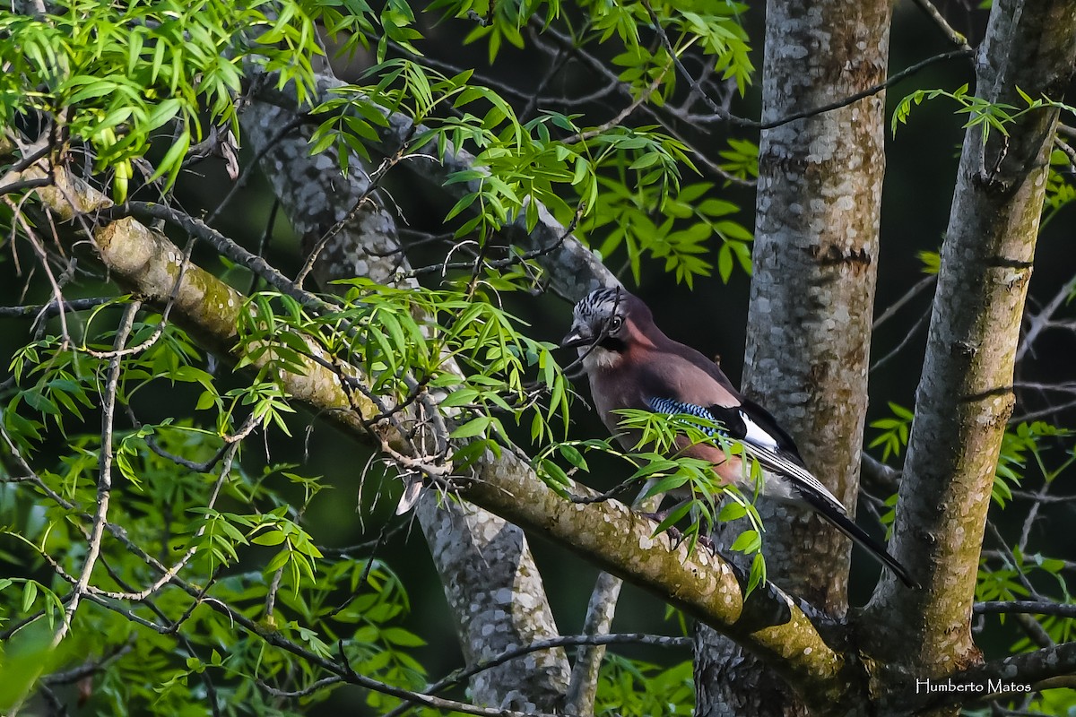 Eurasian Jay - ML145069351