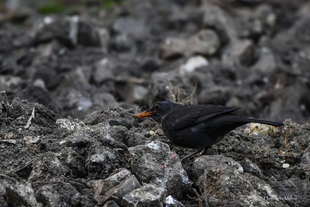 Eurasian Blackbird - Humberto Matos