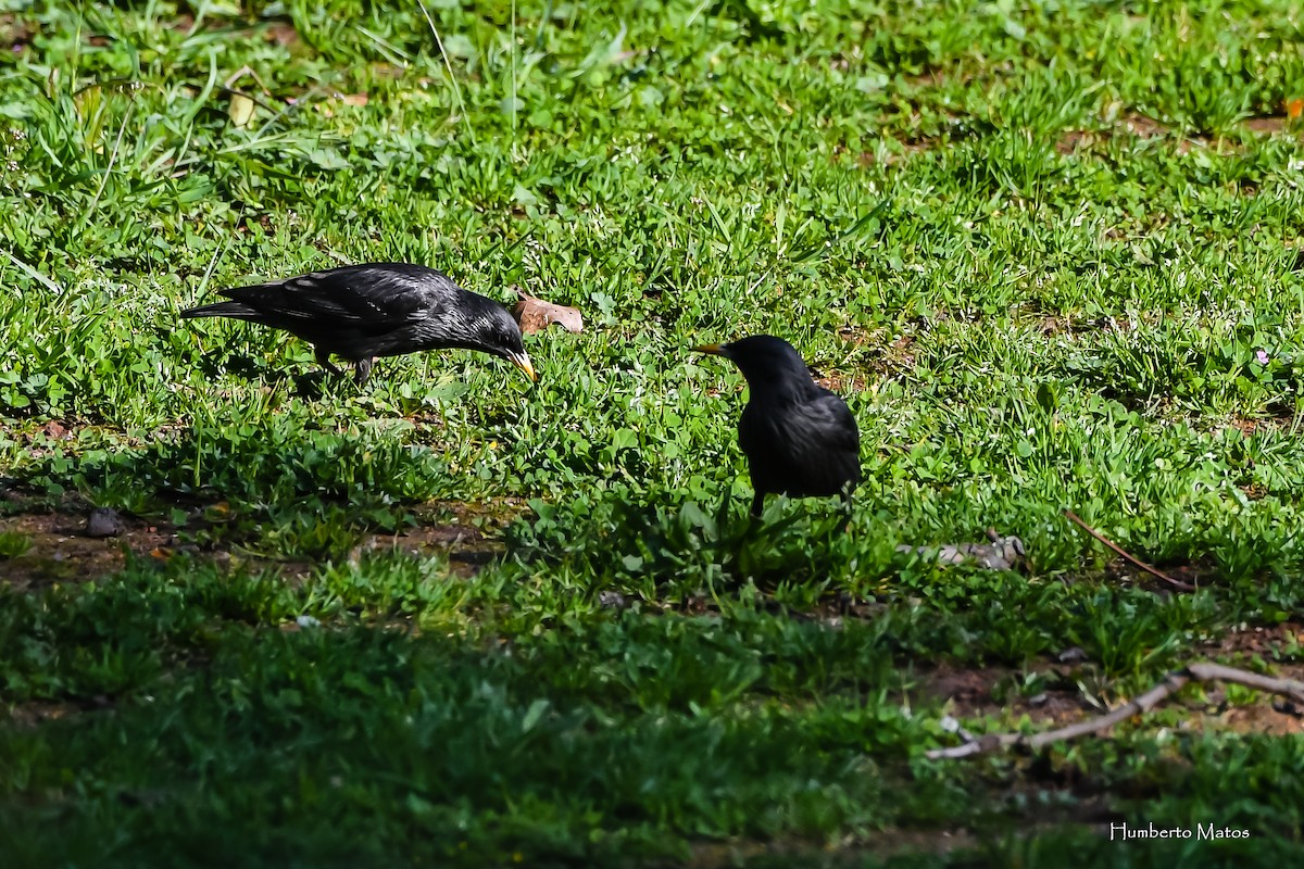 Spotless Starling - Humberto Matos