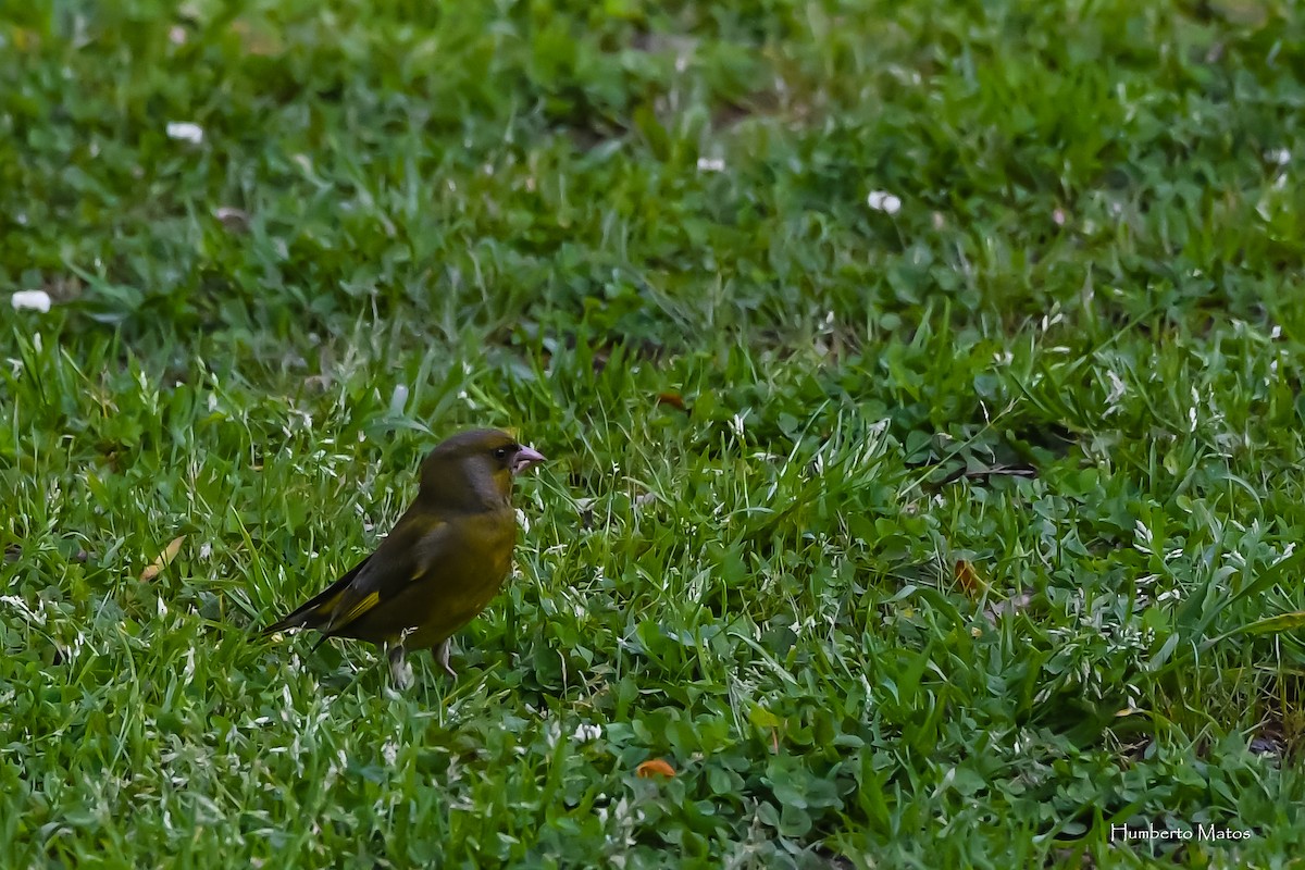 European Greenfinch - ML145070271