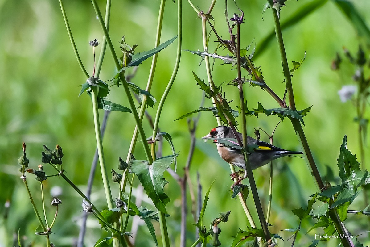 European Goldfinch - Humberto Matos