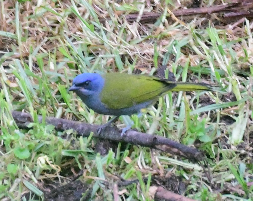 Blue-capped Tanager - ML145071101