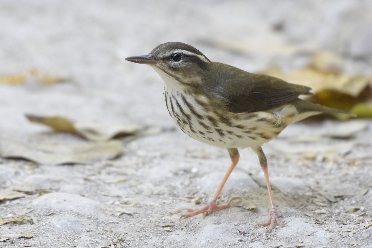 Louisiana Waterthrush - Carlos Echeverría