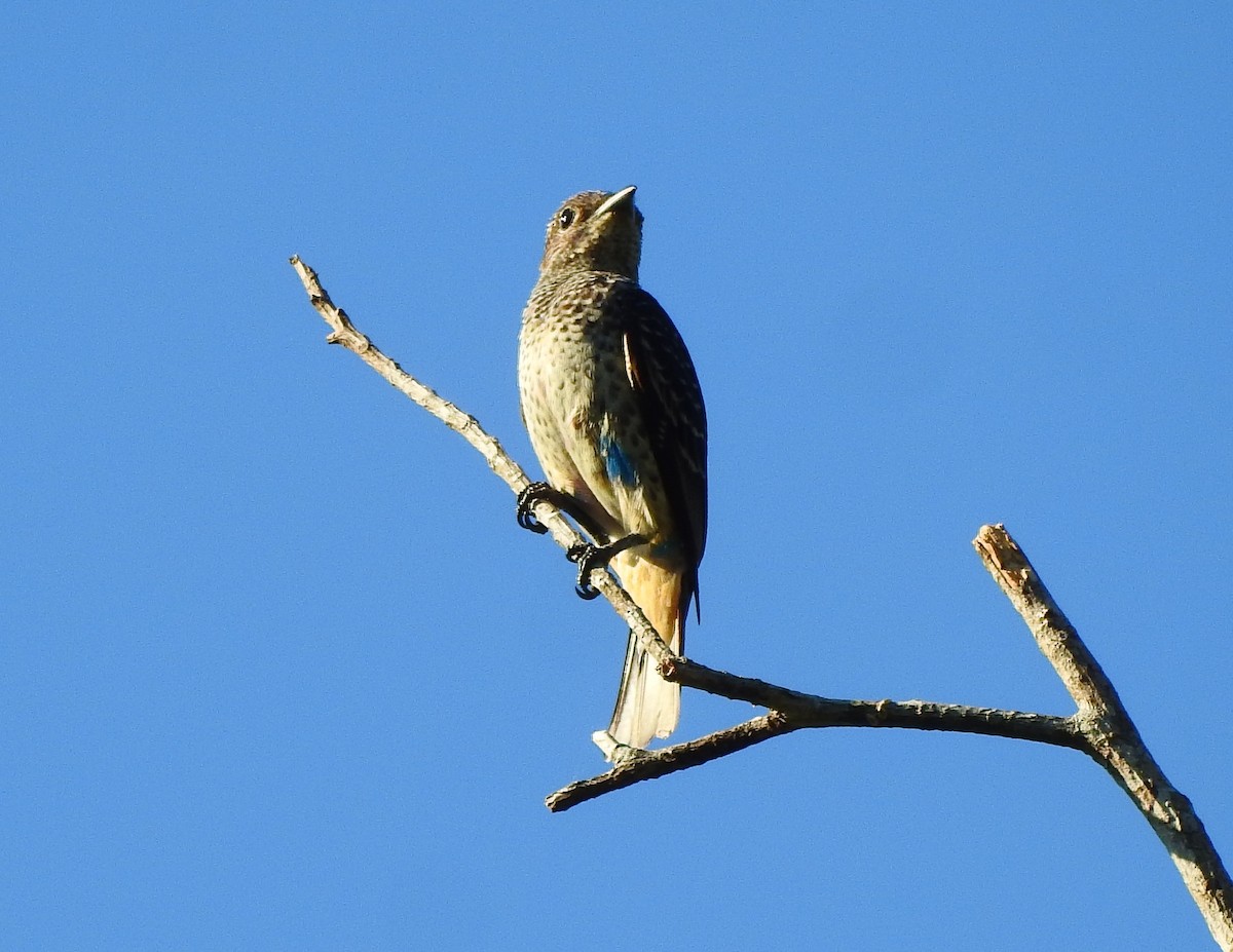 Cotinga turquoise - ML145075061