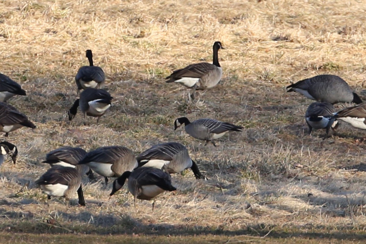 berneška malá (ssp. hutchinsii) - ML145075081