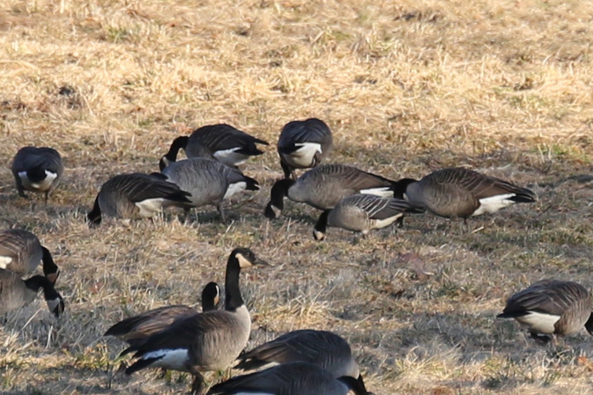 berneška malá (ssp. hutchinsii) - ML145075311