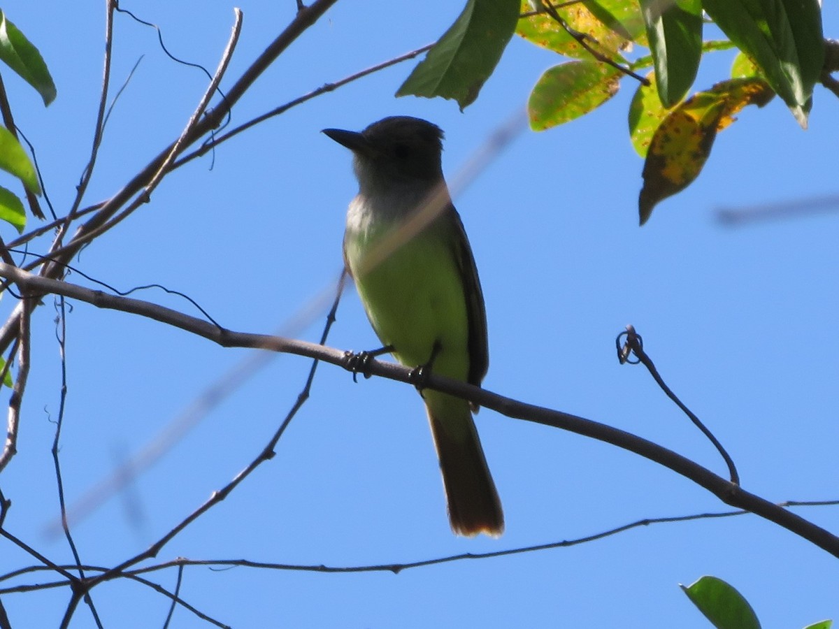 Great Crested Flycatcher - ML145077711