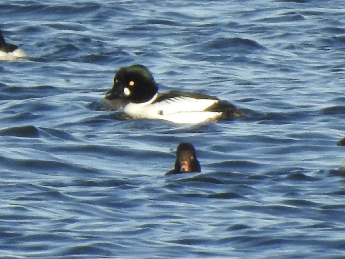 Barrow's Goldeneye - Peter Schoenberger