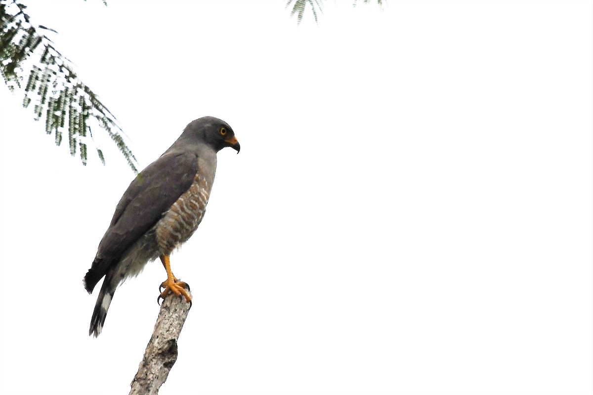 Roadside Hawk - ML145081001