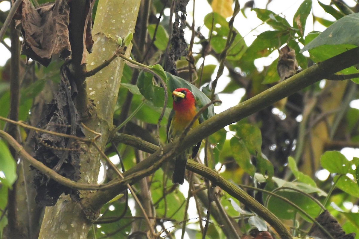 Red-headed Barbet - ML145081041