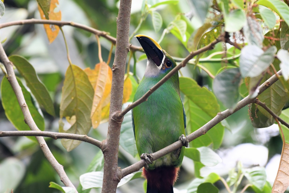 Tucanete Gorjiblanco - ML145081081