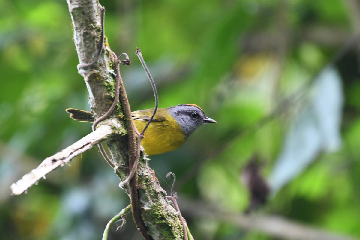 Russet-crowned Warbler - ML145081261