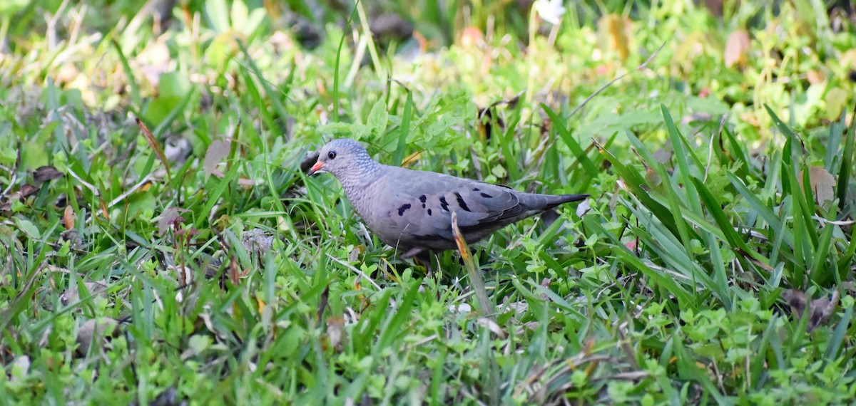 Common Ground Dove - Candice Davis