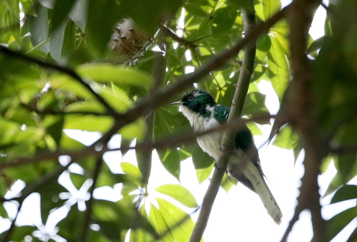 Klaas's Cuckoo - ML145083021