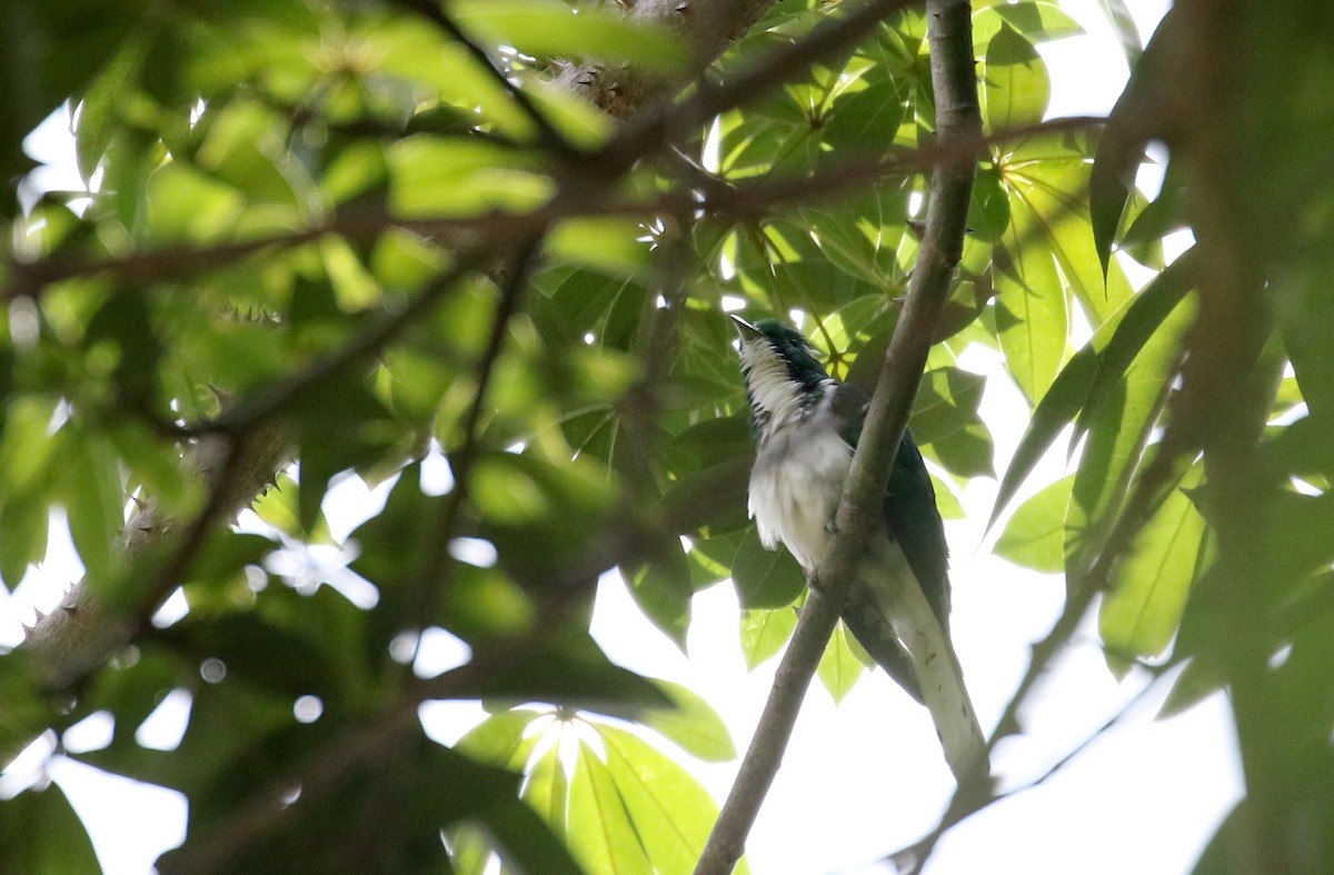 Klaas's Cuckoo - ML145083061