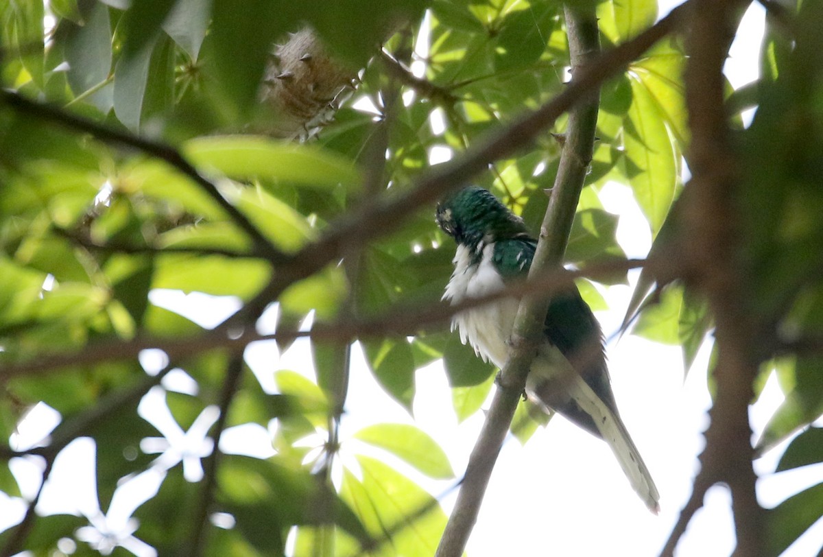 Klaas's Cuckoo - ML145083071