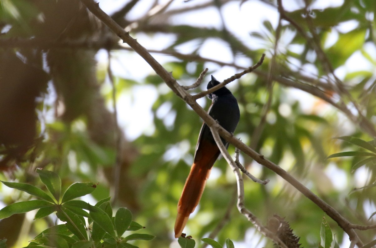 African Paradise-Flycatcher - ML145083121