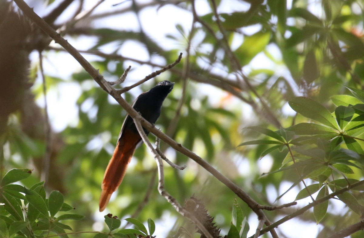 African Paradise-Flycatcher - ML145083131