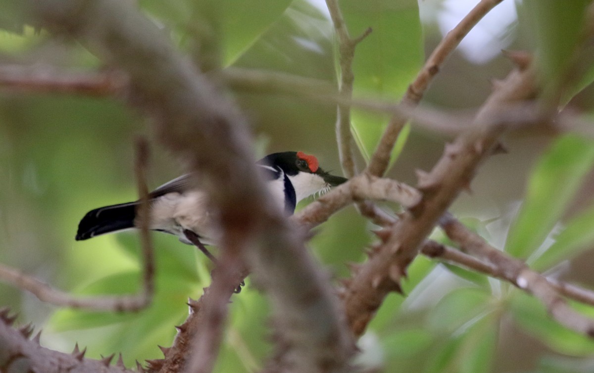 Brown-throated Wattle-eye - ML145083241