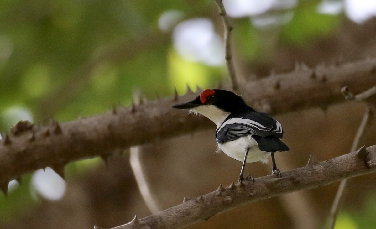 Brown-throated Wattle-eye - ML145083251