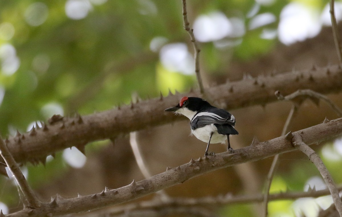 Brown-throated Wattle-eye - ML145083271