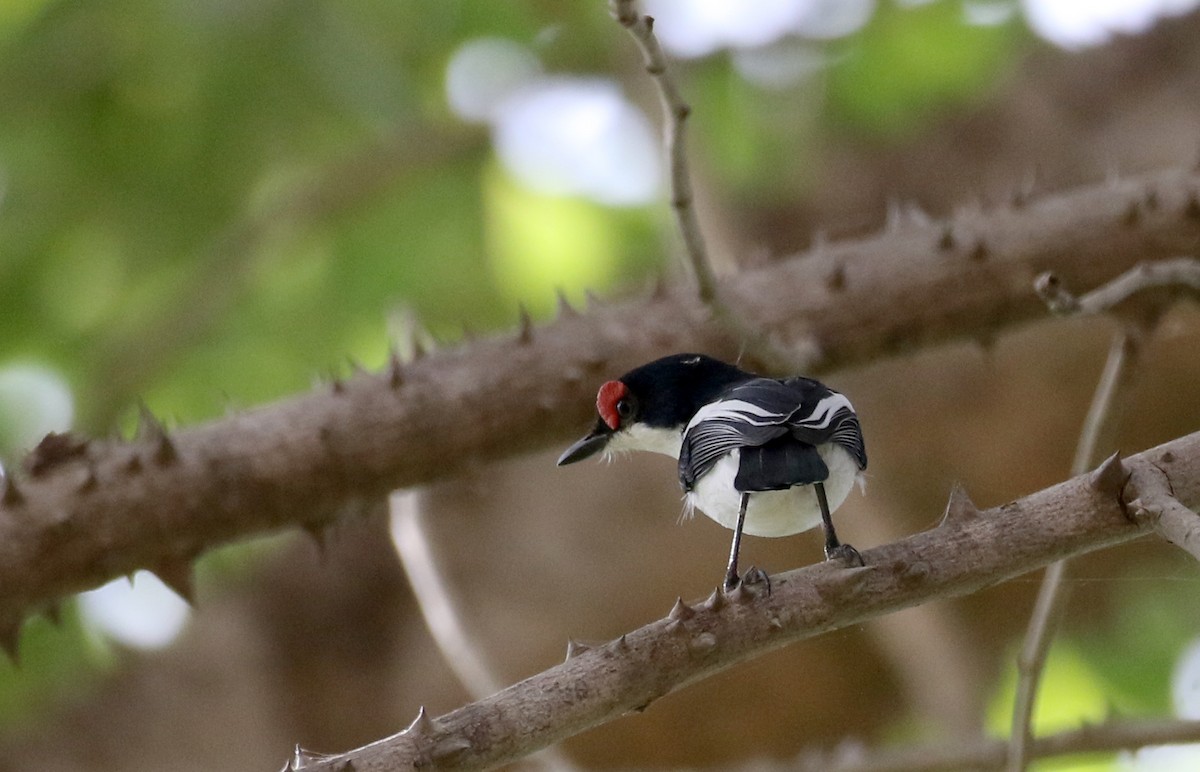 Brown-throated Wattle-eye - ML145083291