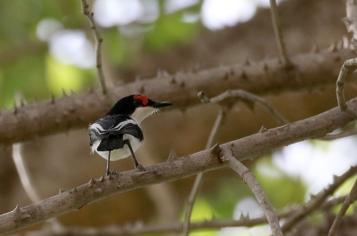 Brown-throated Wattle-eye - ML145083301